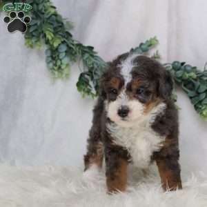 Lester, Mini Bernedoodle Puppy